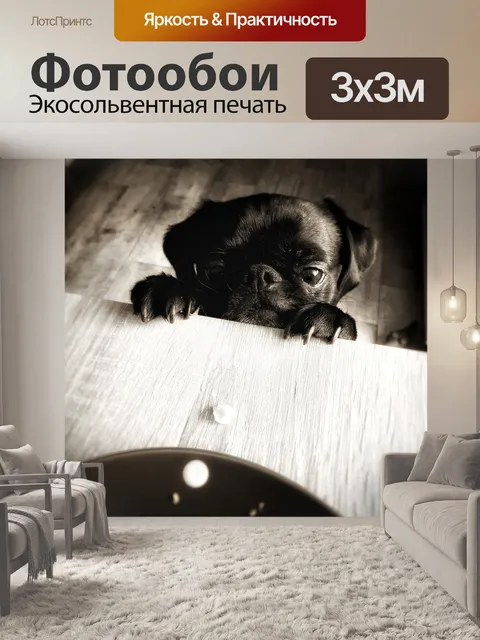 Фотообои Мопс