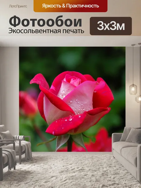 Фотообои Роза