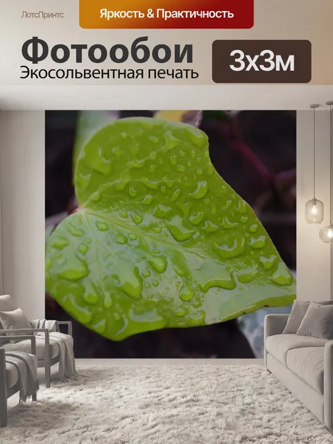 Фотообои зеленые листья и капли дождя