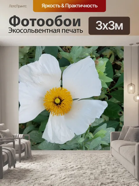 Фотообои Матилия Мак Макро