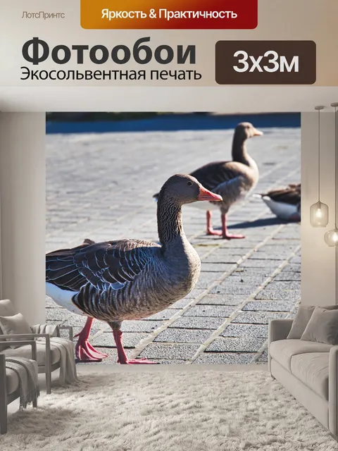 Фотообои Гуси