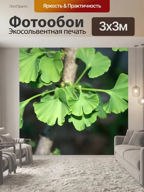 Фотообои Гинкго билоба близко