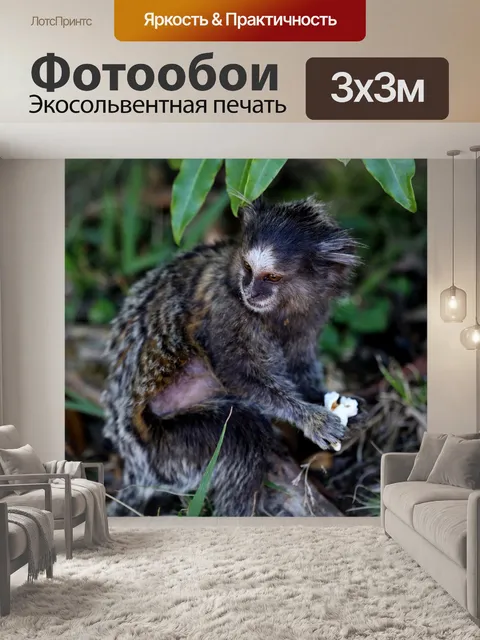 Фотообои Белая хохлатая мартышка