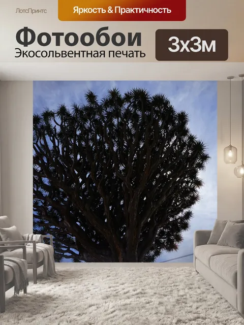 Фотообои Канарское драконово дерево