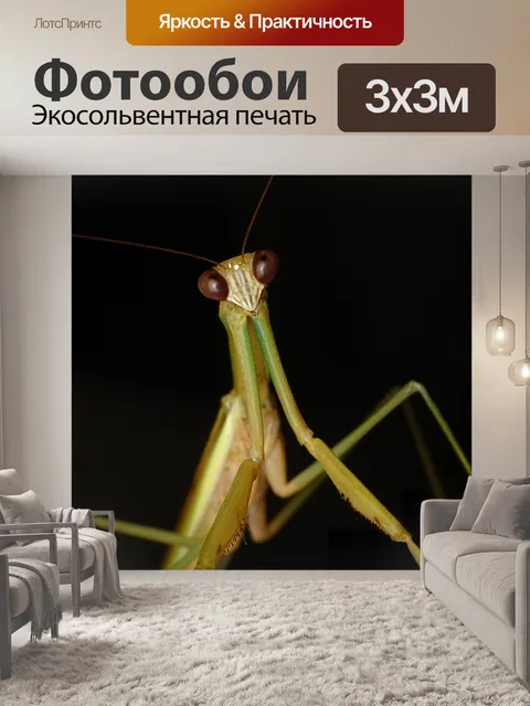 Фотообои Богомол