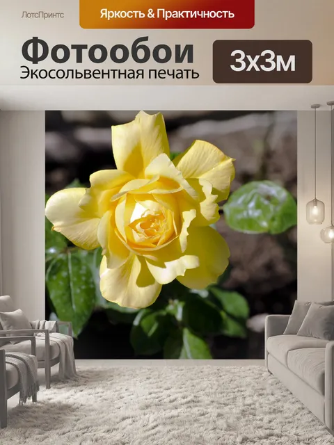 Фотообои Желтая роза