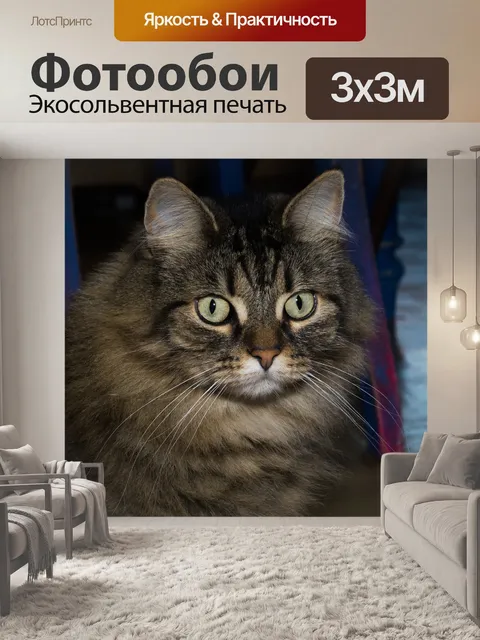 Фотообои Кот