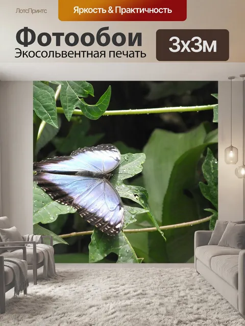 Фотообои Бабочка