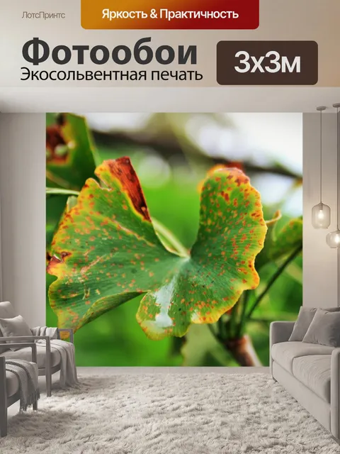 Фотообои гинкго билоба обесцвечивание