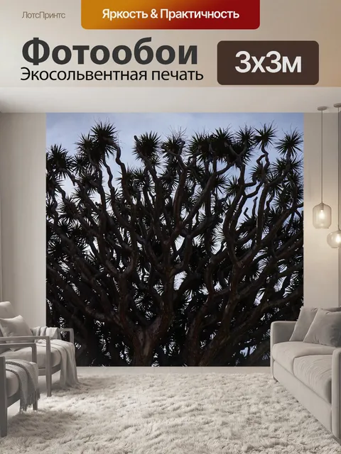 Фотообои Канарское драконово дерево