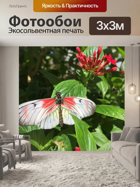 Фотообои Бабочка