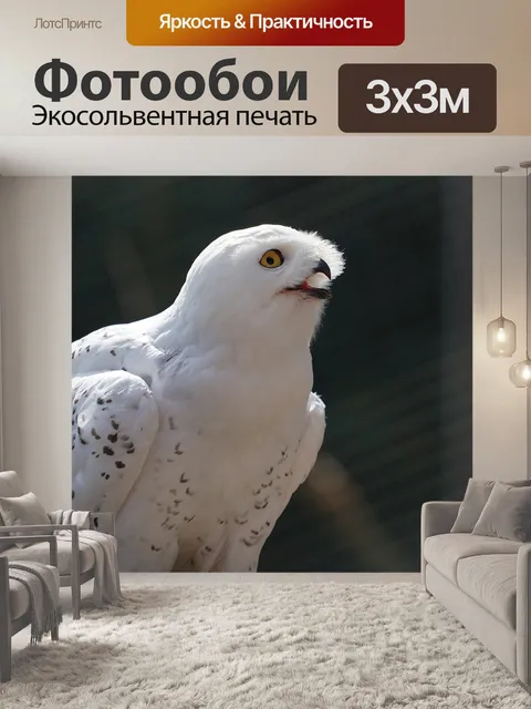 Фотообои Сова