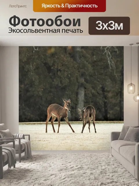 Фотообои Два молодых самца оленя играют 2