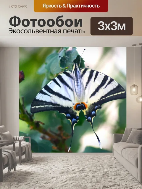 Фотообои Butterfly