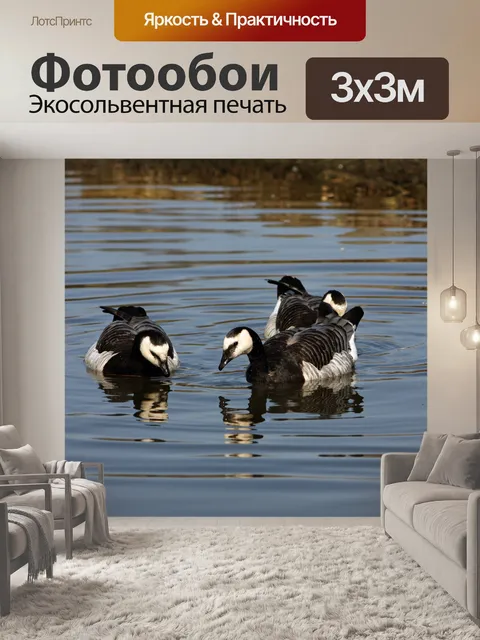 Фотообои Гуси на воде