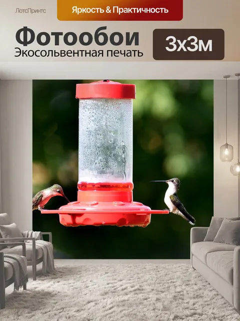 Фотообои Кормление колибри