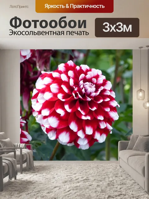 Фотообои Далия