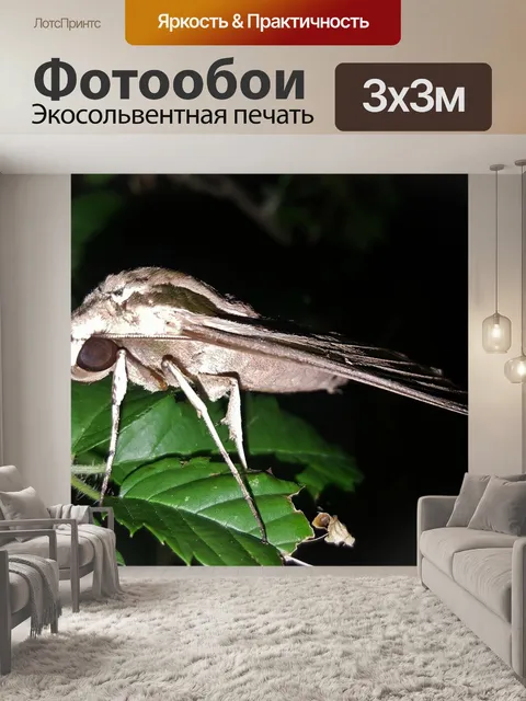 Фотообои Моль