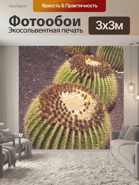 Фотообои Кактус Золотая бочка