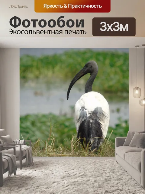 Фотообои Аист