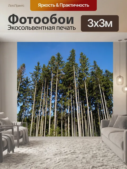 Фотообои Еловый лес