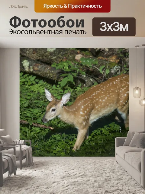 Фотообои Косуля