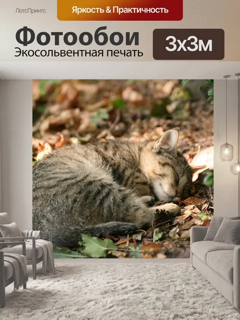 Фотообои Кошка