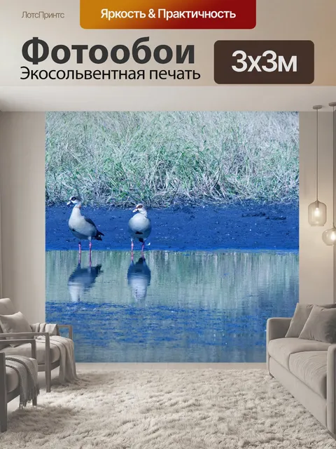Фотообои два египетских гуся на краю сковороды