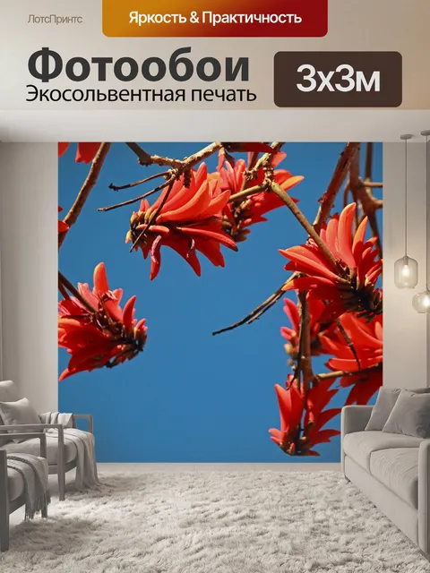 Фотообои красные цветы кафры эритрины