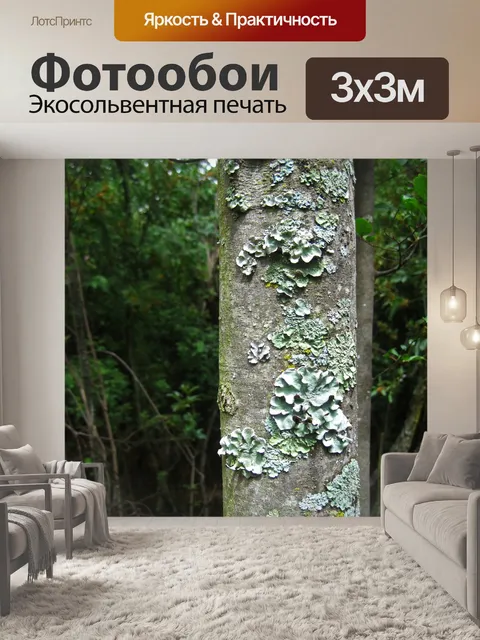 Фотообои светло-зеленые лишайники розетки