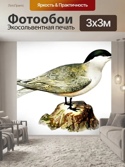 Фотообои Песчаная крачка