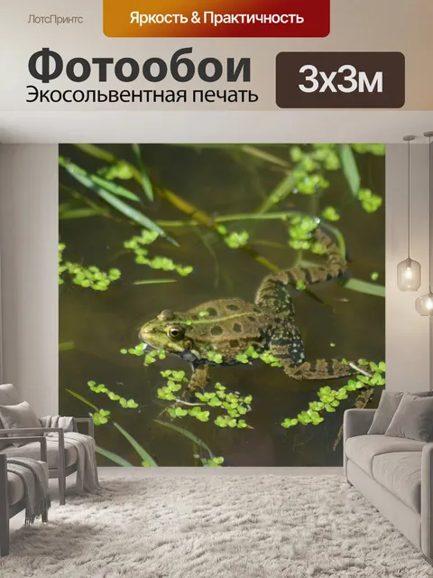 Фотообои Зеленая лягушка