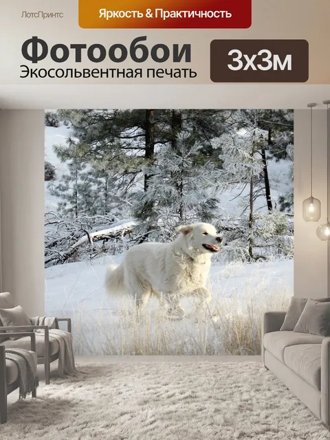 Фотообои Белая собака
