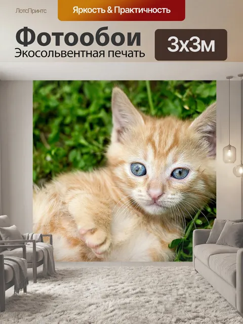Фотообои Рыжий котенок