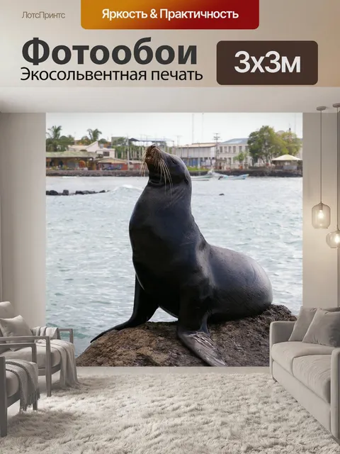 Фотообои Морской лев