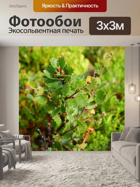 Фотообои Betula nana