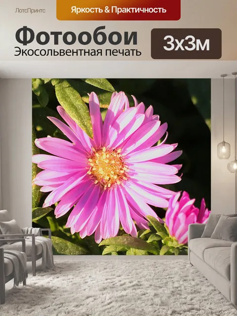 Фотообои Розовый Астер крупным планом