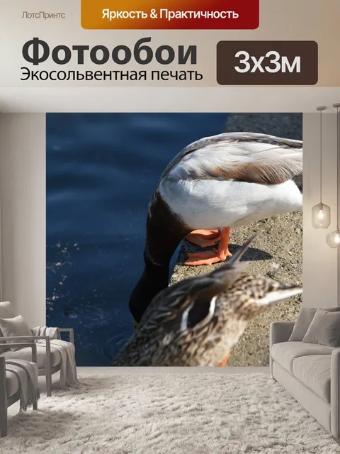 Фотообои Утки пьют