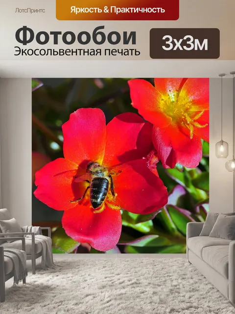 Фотообои Соцветия портулака