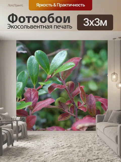 Фотообои Зеленые и красные листья