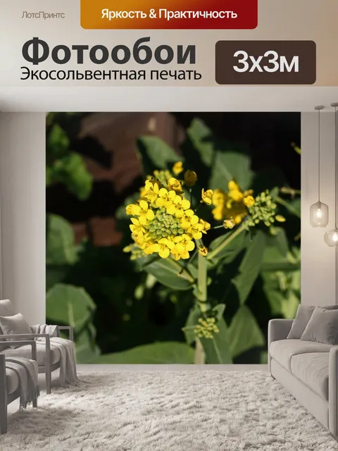 Фотообои желтые цветы бок-чой