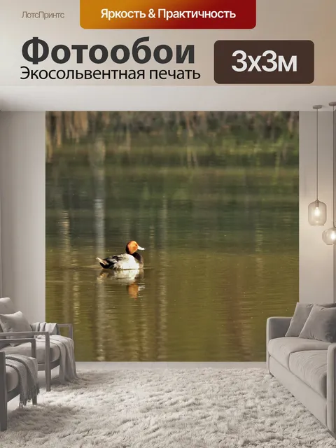 Фотообои Рыжий утка, плавающий на пруду