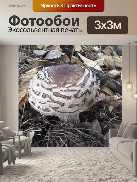 Фотообои Гриб