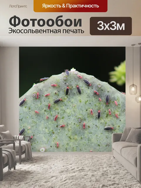 Фотообои Кактусовые ошибки и их нимфы