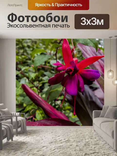 Фотообои Цветок Фуксии