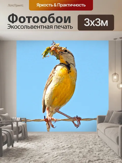 Фотообои Восточный луговой жаворонок