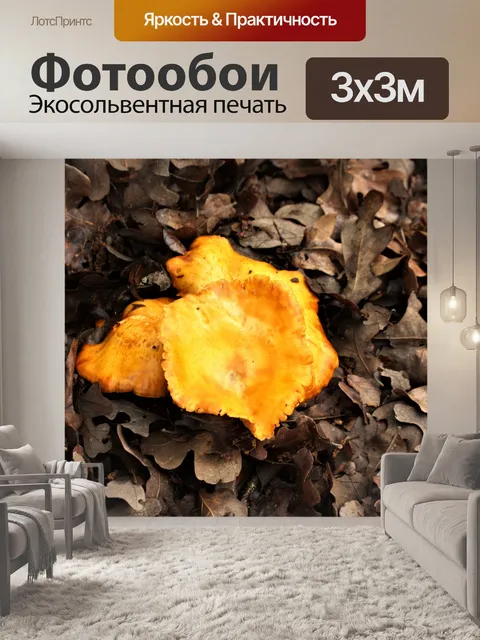 Фотообои Джек-О-Фонарь Грибы крупным планом