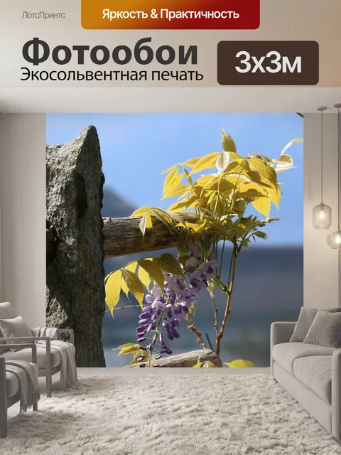 Фотообои Глициния