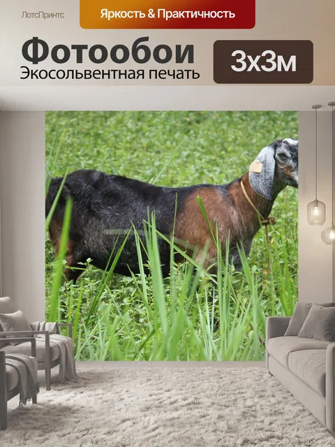 Фотообои Нубийский