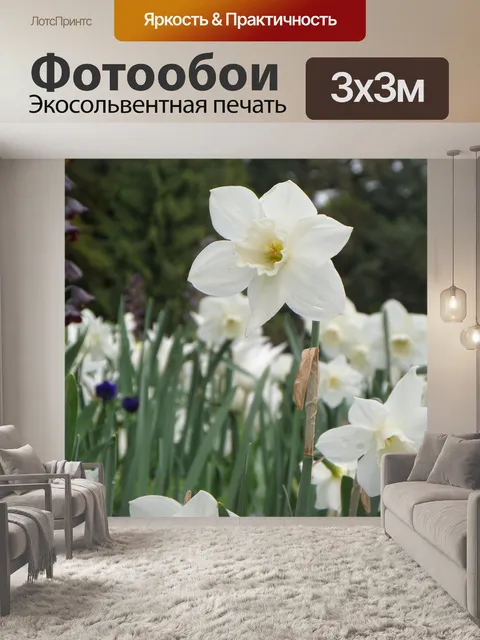 Фотообои Тюльпан
